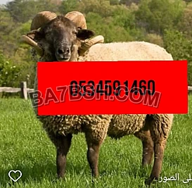 رقم قصاب ماهر بالرياض 0َ534591460 ذبح جزار ابوجود 