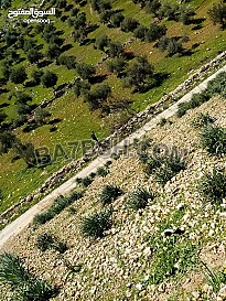 أرض للبيع على حدود أراضي عمان في مرصع قريبة 